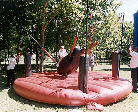 bungee bull